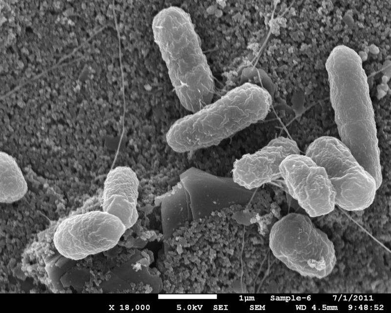 Controlling levels of specific gut bacteria could help prevent severe diarrhea