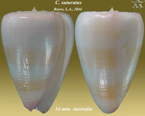 Conus suturatus