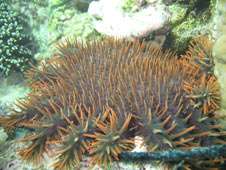 Coral-devouring seastar thrives in warming ocean