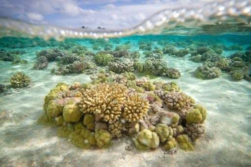 Coral reefs, such as these in the lagoon of the Toau atoll, near Tahiti in the Tuamotu Archipelago in French Polynesia, are dyin