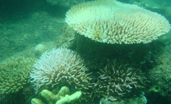 Corals may fare better in turbid waters, Florida Tech research finds