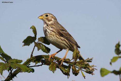 Corn Bunting, photograph by Mark R Taylor