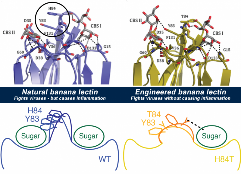 Could a drug engineered from bananas fight many deadly viruses? New results show promise