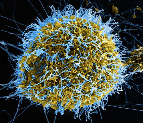 Could Ebola mutate faster than we can develop treatments?