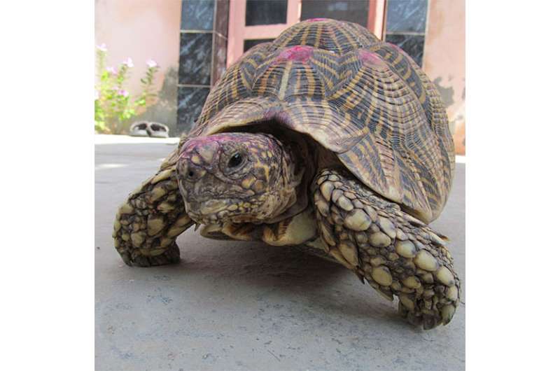 Counting stars: Illegal trade of Indian star tortoises is a far graver issue