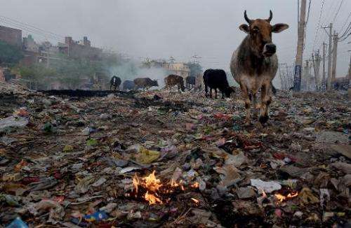 Cows find food in garbage dumped and burnt on the roadside in Faridabad, on the outskirts of New Delhi, on February 18, 2015
