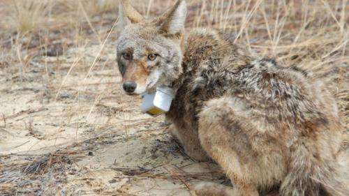 Coyotes filling wolves' niche in southeastern U.S.