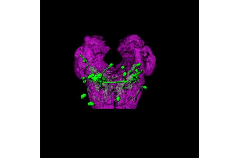 Cracking the function of the fly olfactory system to understand how neural circuits work