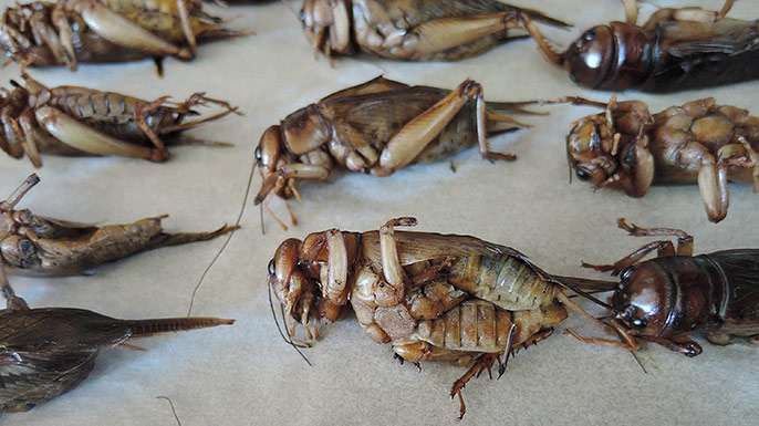 Crickets aren't the miracle source of protein