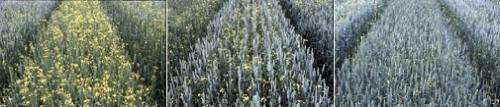 Crops can do their own weed control