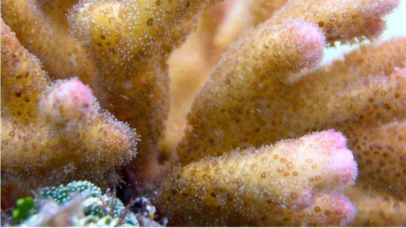 Crossbreeding could create stronger future for coral reefs