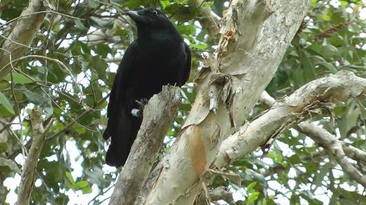 Crows, like humans, store their tools when not in use