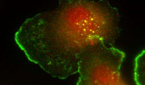 Crucial role of breast cancer tumour suppressor revealed