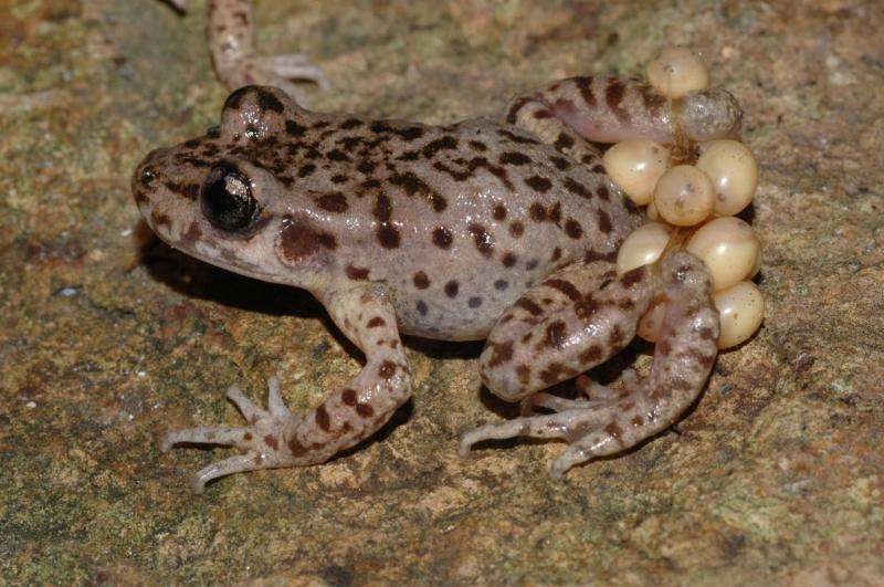 Cure for chytrid: Scientists discover method to eliminate killer fungus