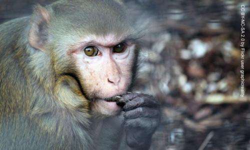 Curious monkeys share our thirst for knowledge