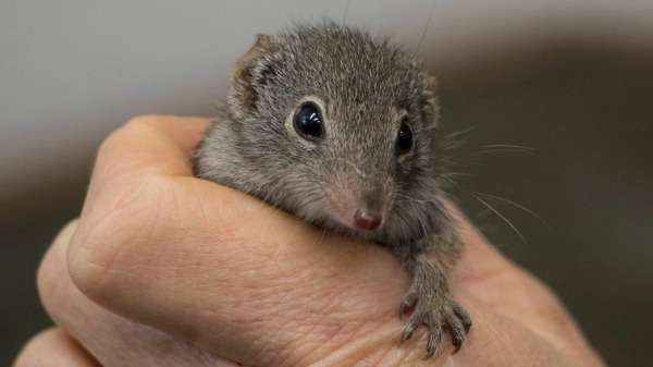 Cute-as-a-button marsupials roam free after breeding success