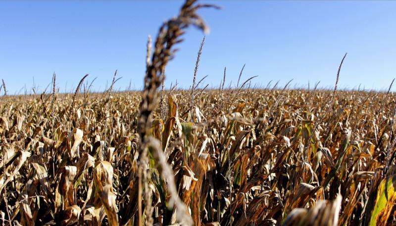 Cutting emissions through biofuels will lead to water shortages – study