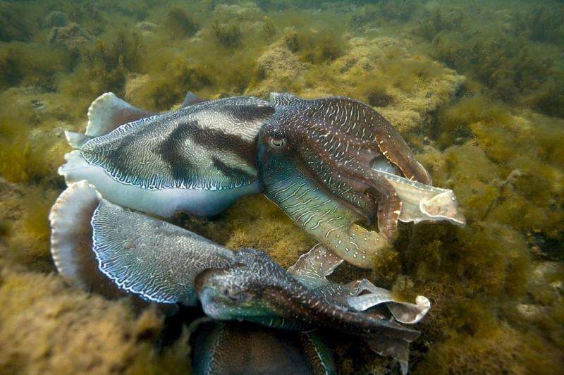 Cuttlefish choose their battles wisely