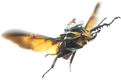 Cyborg beetle research allows free-flight study of insects
