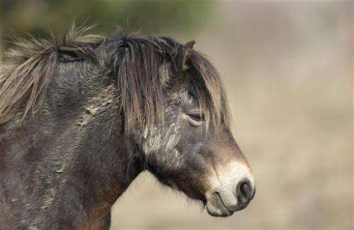Czechs deploy wild horses from Britain to save biodiversity