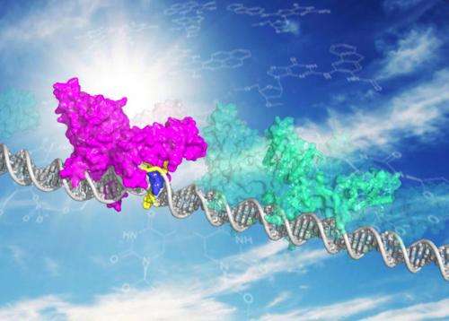Damaged DNA may stall patrolling molecule to initiate repair