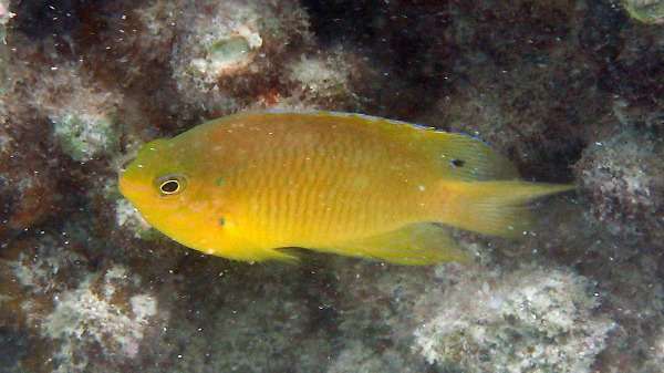 Damsel fish’s secret communication channel reliant on reef experience
