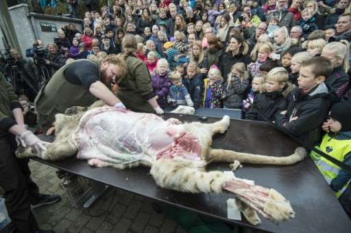 Danish officials said they culled the lion to stop inbreeding at the zoo in Odense