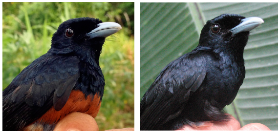 Dark plumage helps birds survive on small islands