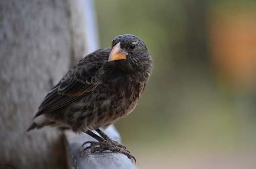 Darwin’s finches highlight the unity of all life