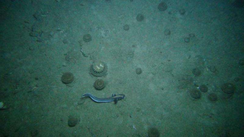 Data backs limits on deep-sea fishing by depth