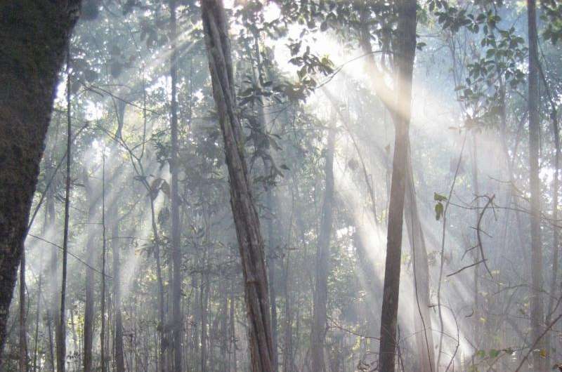 Decade-long Amazon rainforest burn yields new insight into wildfires