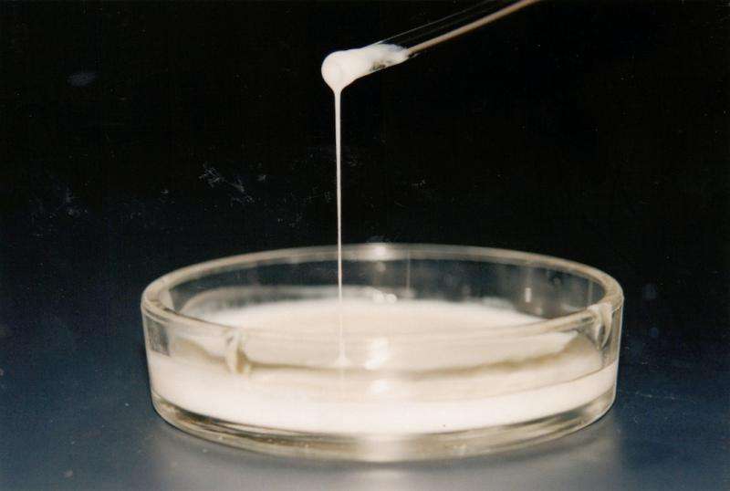 Decades of research yield natural dairy thickener with probiotic potential