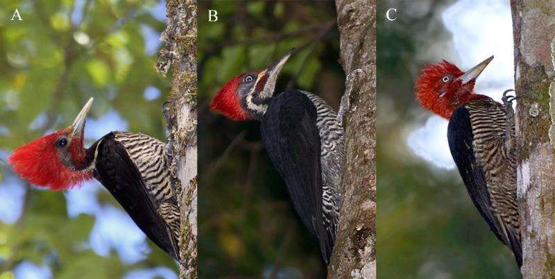 Deceptive woodpecker uses mimicry to avoid competition