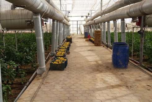 Decrease water emission in Egyptian vegetable production