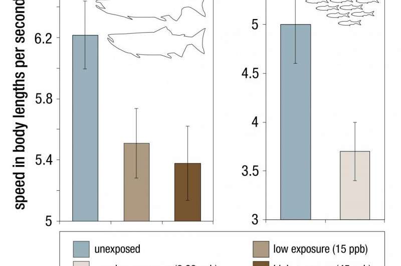 Delayed effects of oil spill compromise long-term fish survival