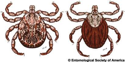 Dermacentor limbooliati, a new tick species from Malaysia and Vietnam