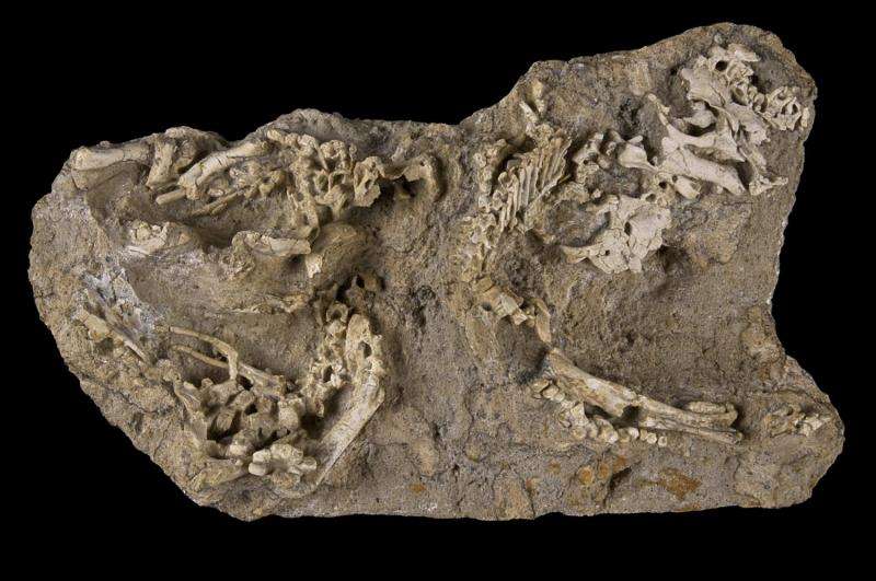 Developing Saurolophus dino found at 'Dragon's Tomb'