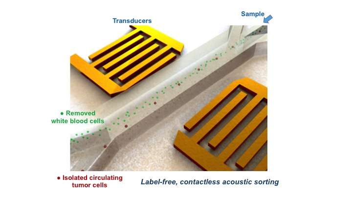 Device extracts rare tumor cells using sound
