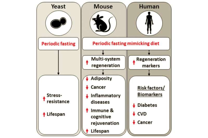 Diet mimicking fasting promotes regeneration and longevity in mice, piloted in humans