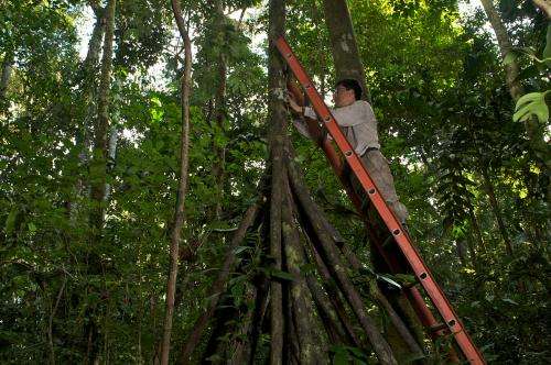 Direct evidence that drought-weakened Amazonian forests 'inhale less carbon'