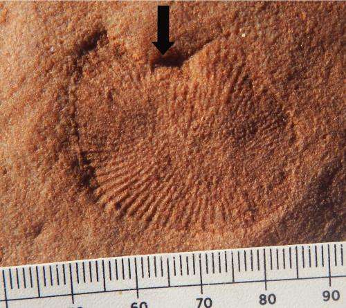 Discovering missing body parts of ancient fossils
