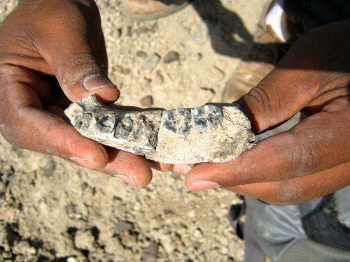Discovery of jaw by ASU team sheds light on early Homo