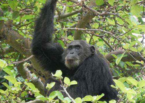 Disease poses risk to chimpanzee conservation, Gombe study finds