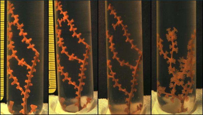 Dispersant used to clean Deepwater Horizon spill more toxic to corals than the oil