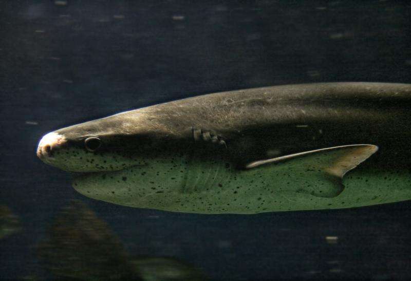 Divers attempt to solve mystery of sevengill shark sightings on the Pacific Coast