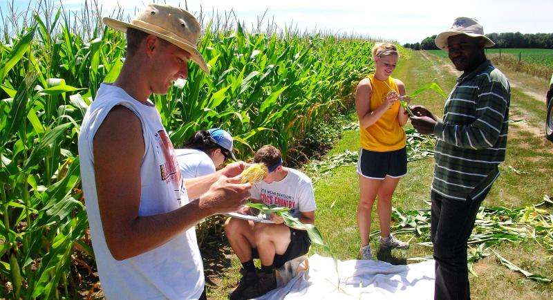 Diverse insect population means fewer pests in cornfields