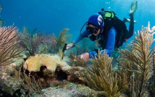 Diving instructor Patti Gross plants coral and scrubs algae off coral as part of a gardening project at Alligator Reef in the Fl