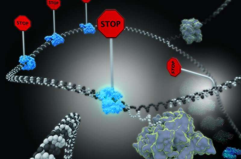 DNA division can slow to a halt