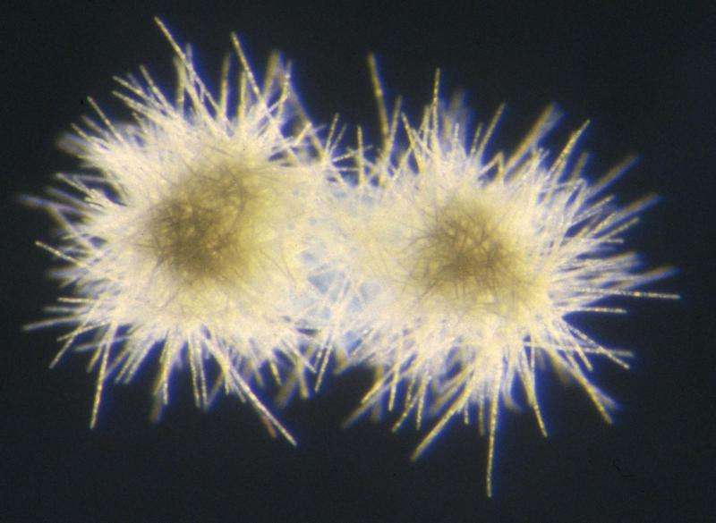 DNA of bacteria crucial to ecosystem defies explanation