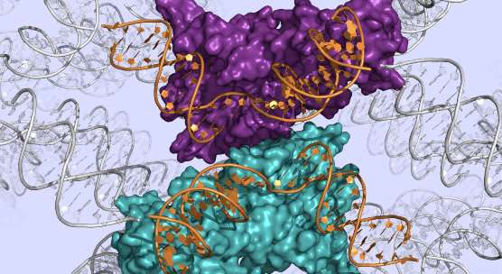 DNA repair enzyme mapped in atomic detail